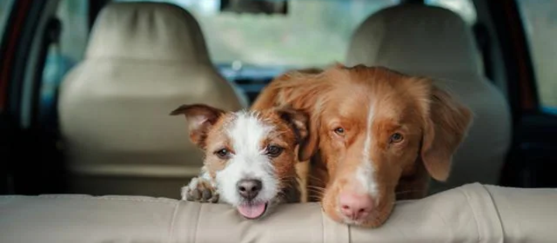 03Dogs_Backseat_Desktop