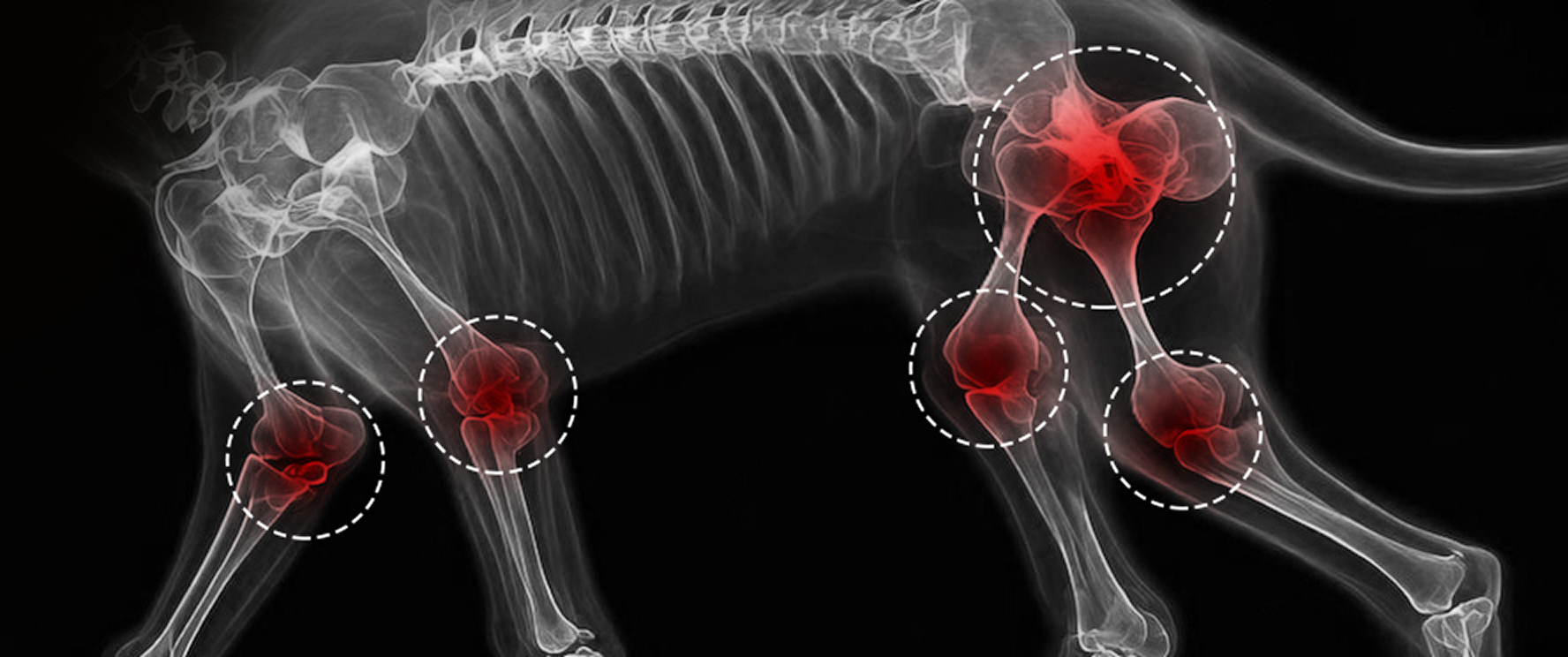 xray