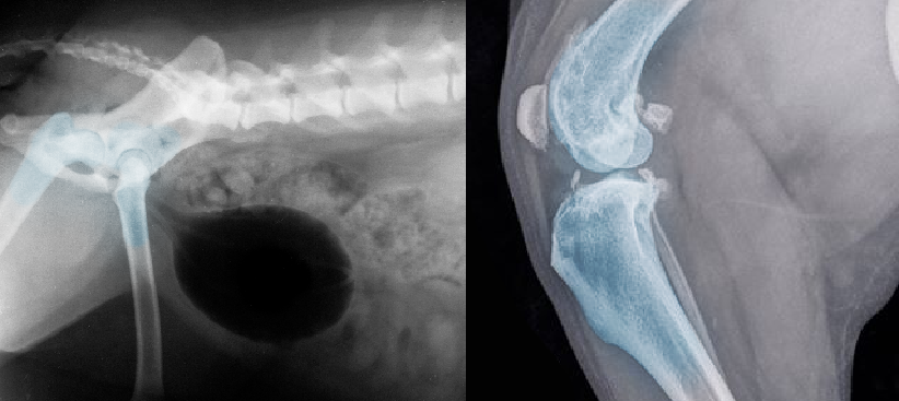 xray